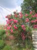 img014.jpeg.small.jpeg